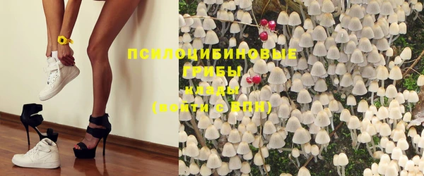прущие грибы Дмитров